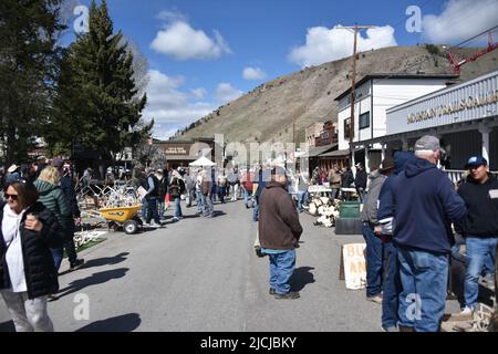 Jackson, WY. USA. 5/21/2022. Boy Scouts of America: Jährliche Auktion von Elch- und Elchgeweih plus Bisons-Schädel. Startpreis pro Pfund $18 Stockfoto