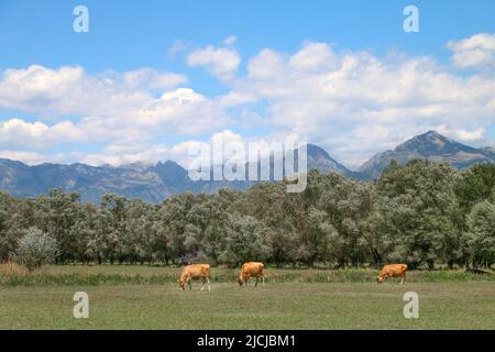 Skadar-See, Albanien - 28.07.2017: Drei orange Kühe weiden auf der Wiese in der Nähe des Skadar-Sees in Albanien, mit den grünen Bäumen, blauen Bergen Stockfoto