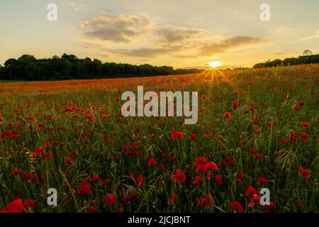 Ranch-Combe Farm Reserve, Kent, England. 13. Juni 2022. Die Sonne geht am Horizont durch Mohn-Felder über die sanften Hügel der Norh Downs im Südosten Englands unter©Sarah Mott / Alamy Live News, Stockfoto