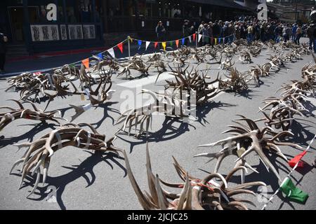 Jackson, WY. USA. 5/21/2022. Boy Scouts of America: Jährliche Auktion von Elch- und Elchgeweih plus Bisons-Schädel. Startpreis pro Pfund $18 Stockfoto