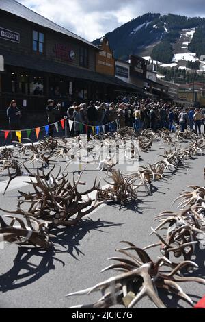 Jackson, WY. USA. 5/21/2022. Boy Scouts of America: Jährliche Auktion von Elch- und Elchgeweih plus Bisons-Schädel. Startpreis pro Pfund $18 Stockfoto