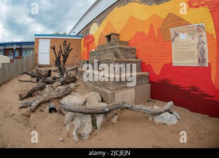 The Meercat Enclosure at Skegness Natureland & Seal Sanctuary, Skegness, Lincolnshire, UK mit zwei Meerkaten in. Stockfoto