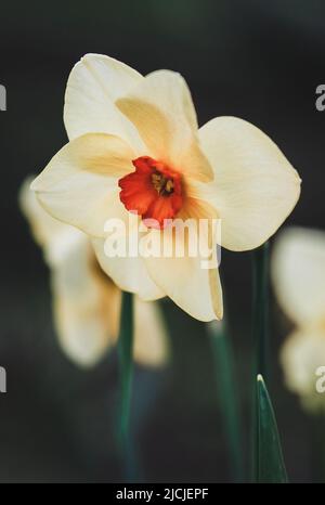 Narzissen in der Nähe, Bunchflower-Narzissen, Narcissus-Tazetta-Blüten im Frühlingsgarten Stockfoto