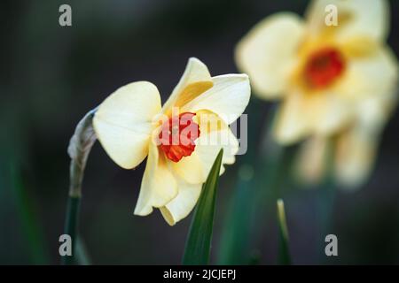 Bunchflower-Narzissen, Narcissus-Tazetta-Blumen im Frühlingsgarten Stockfoto