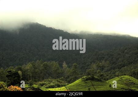 Teeplantagen-Landschaft unterhalb des Vulkans Mount Patuha in Ciwidey, Bandung, West-Java, Indonesien. Stockfoto