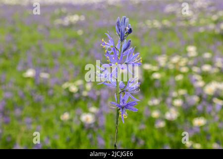 Wildblumen, Kamas und Wyethia- oder Maultierohren blühen auf einer Wiese in der Nähe von Mesa Falls, Island Park, Fremont County, Idaho, USA Stockfoto