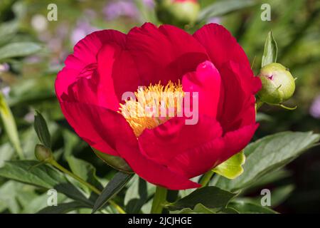 „Scarlett O’Hara“ Pfingstrose Hybrid, Pion (Paeonia officinalis x albiflora) Stockfoto
