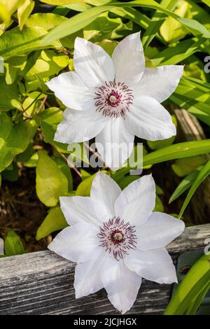 „Miss Bateman“, frühe großblütige Gruppe, Klematis (Clematis Hybrid) Stockfoto