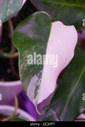 Nahaufnahme eines bunten Halbmondblatts von Monstera Albo Borsigiana in kleiner Form Stockfoto