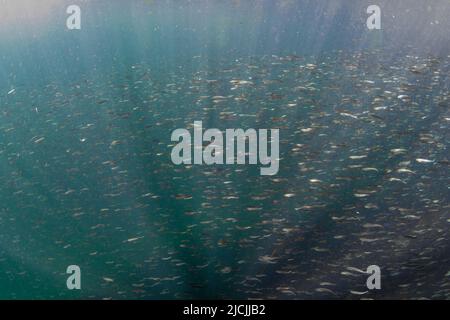 Große Schule von jungem rosa Lachs im Campbell River, an der Nordwestküste von Vancouver Island. Stockfoto