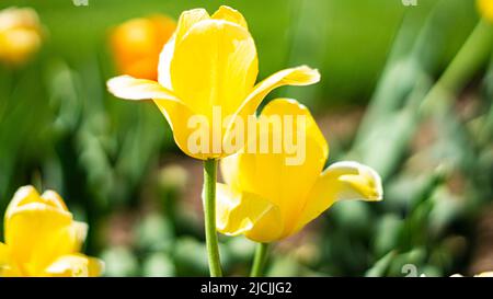 Eine Nahaufnahme der gelben Tulpen in Dow's Garden, Midland, MI Stockfoto