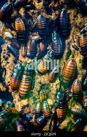 Nahaufnahme einer Kolonie Madagaskars zischende Kakerlake (Gromphadorhina portentosa) Stockfoto