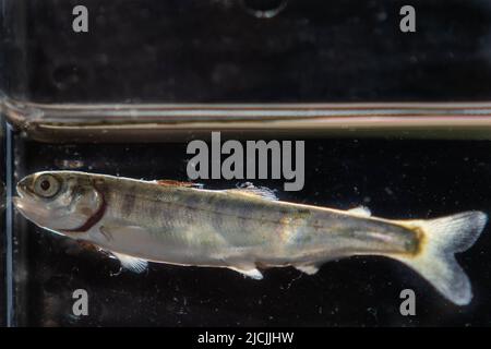 Im Broughton-Archipel ist jugendlicher rosa Lachs mit Seemüken befallen. Stockfoto