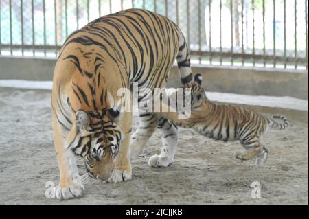 Dhaka. 14.. Juni 2022. Ein bengalisches Tigerkub wird mit seiner Mutter im Bangladesh National Zoo in Dhaka, Bangladesch, am 13. Juni 2022 gesehen. Der Zoo hat kürzlich die Jungen, darunter ein weißes Junge, begrüßt. Die Jungen sind jetzt etwa zweieinhalb Monate alt und immer noch auf die Milch ihrer Mutter angewiesen. Quelle: Xinhua/Alamy Live News Stockfoto