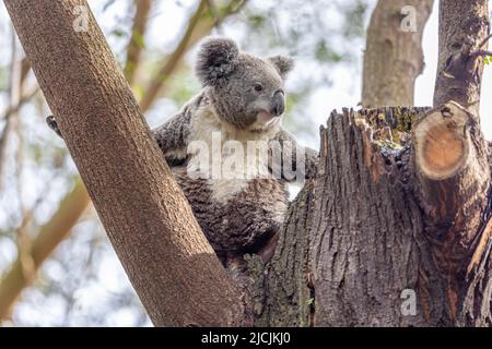 Nahaufnahme eines Koala (Phascolarctos cinereus), der auf einer Baumgabel sitzt und sich hält, während er zur Seite blickt. Koalas sind einheimische australische Beuteltiere. Stockfoto