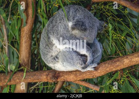 Nahaufnahme eines Koala (Phascolarctos cinereus), der auf einem Ast schläft, mit grünem Laub im Hintergrund. Koalas sind einheimische australische Beuteltiere. Stockfoto