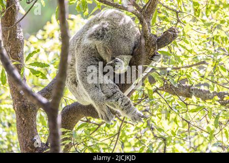 Nahaufnahme eines Koala (Phascolarctos cinereus), der während des Schlafens an einem Ast festhält. Koalas sind einheimische australische Beuteltiere. Stockfoto