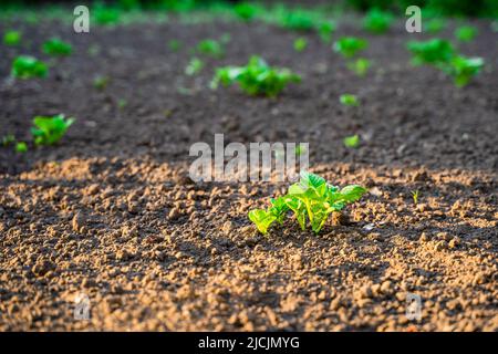 Abendstrahlen der Sonne im Garten mit wachsenden jungen Kartoffeln. Gartenbett mit jungen Kartoffelsprossen, Beleuchtung bei Sonnenuntergang Stockfoto