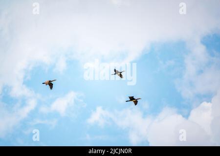 Drei schwarze Kormorane fliegen in blauem Himmel. Der große Kormoran, Phalacrocorax carbo, bekannt als der große schwarze Kormoran oder der schwarze Shag. Stockfoto
