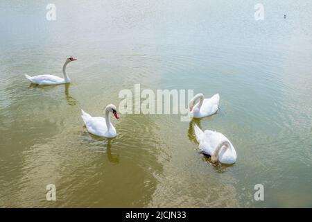 Eine große Schar anmutiger weißer Schwäne schwimmt im See, Schwäne in freier Wildbahn. Der stumme Schwan, lateinischer Name Cygnus olor. Stockfoto