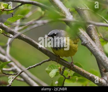 Männlicher MacGillivray-Waldsänger (Geothlypis tolmiei) El Dorado County California USA Stockfoto