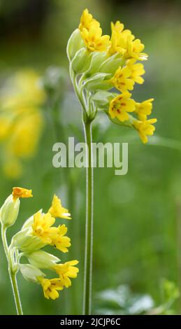 Schlüsselblume Primel Stockfoto