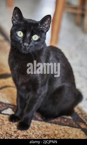 Schwarze Hauskatze mit grünen Augen sitzt auf dem Teppich Stockfoto