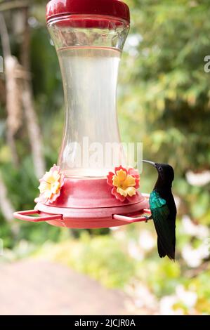 Fort De France, Frankreich. 30. April 2022. Ein Kolibri sitzt an einer Wasserstelle im botanischen Garten Jardin de Balata. Quelle: Sebastian Kahnert/dpa/Alamy Live News Stockfoto