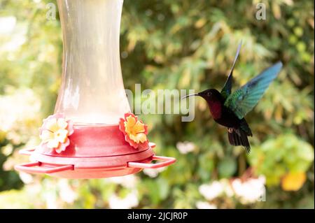 Fort De France, Frankreich. 30. April 2022. Ein Kolibri fliegt zu einer Wasserwanne im botanischen Garten Jardin de Balata. Quelle: Sebastian Kahnert/dpa/Alamy Live News Stockfoto