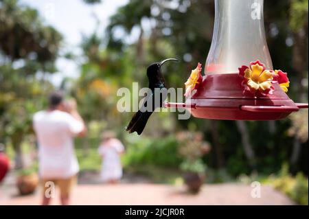 Fort De France, Frankreich. 30. April 2022. Ein Kolibri sitzt an einer Wasserstelle im botanischen Garten Jardin de Balata. Quelle: Sebastian Kahnert/dpa/Alamy Live News Stockfoto