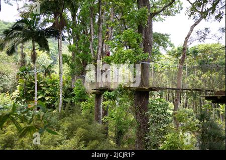 Fort De France, Frankreich. 30. April 2022. Ein Spaziergang durch die Baumkronen im botanischen Garten Jardin de Balata. Quelle: Sebastian Kahnert/dpa/Alamy Live News Stockfoto