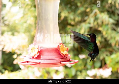 Fort De France, Frankreich. 30. April 2022. Ein Kolibri fliegt zu einer Wasserwanne im botanischen Garten Jardin de Balata. Quelle: Sebastian Kahnert/dpa/Alamy Live News Stockfoto