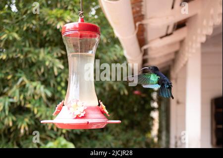 Fort De France, Frankreich. 30. April 2022. Ein Kolibri fliegt zu einer Wasserwanne im botanischen Garten Jardin de Balata. Quelle: Sebastian Kahnert/dpa/Alamy Live News Stockfoto