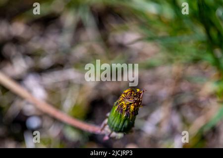 Taraxacum officinale wächst auf der Wiese Stockfoto