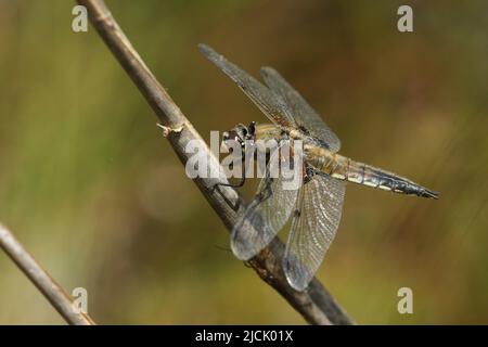 Libellula quadrimaculata, eine Jagdfliege mit vier Punkten, die auf einem Schilf am Rande eines Teiches thront. Stockfoto