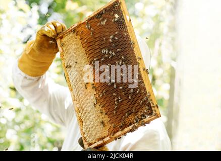 Imker inspiziert Wabenrahmen aus dem Bienenstock. Honigherstellung, Kleinunternehmen, Hobby. Stockfoto