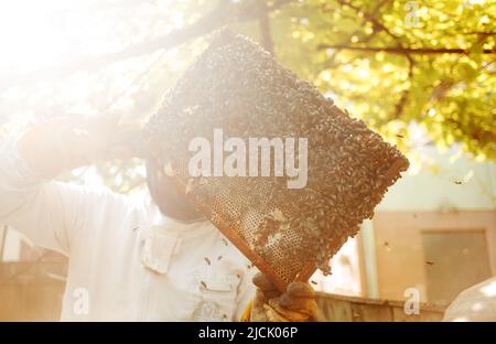Bienen auf der Wabe. Honigzelle mit Bienen. Bienenzucht. Bienenhaus. Bienenstock aus Holz und Bienen. Bienenstock mit Honigbienen, Rahmen des Bienenstocks, Draufsicht. Weich Stockfoto