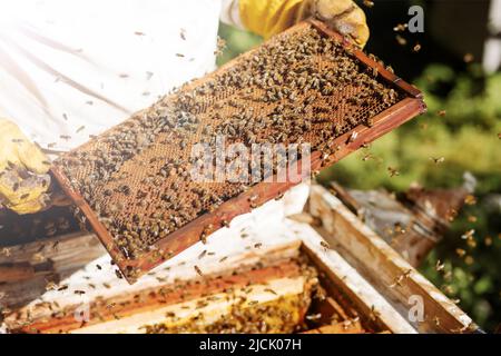 Bienen auf der Wabe. Honigzelle mit Bienen. Bienenzucht. Bienenhaus. Bienenstock aus Holz und Bienen. Bienenstock mit Honigbienen, Rahmen des Bienenstocks, Draufsicht. Weich Stockfoto