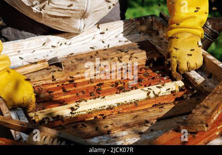 Bienen auf der Wabe. Honigzelle mit Bienen. Bienenzucht. Bienenhaus. Bienenstock aus Holz und Bienen. Bienenstock mit Honigbienen, Rahmen des Bienenstocks, Draufsicht. Weich Stockfoto