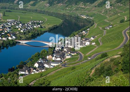 Piesport, Deutschland. 14.. Juni 2022. Am Morgen leuchtet tiefblau die Mosel in Piesport. Quelle: Harald Tittel/dpa/Alamy Live News Stockfoto