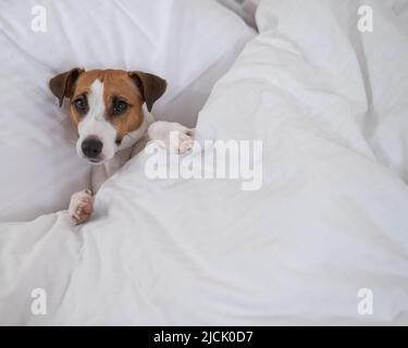 Der Hund Jack Russell Terrier liegt im Bett unter den Decken. Das Haustier schläft im Schlafzimmer. Stockfoto