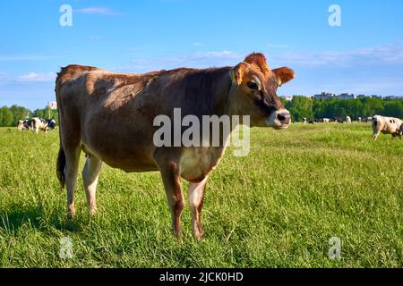 Junge Kuh im freien Bereich. Braune Kuh grast auf einer grünen Wiese Stockfoto