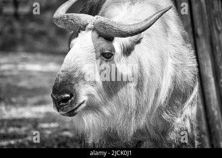 Goldyak in schwarz weiß, (bos mutus) mit schönem Fell und Hörnern. Rinderarten aus dem Himalaya. Säugetierfoto Stockfoto