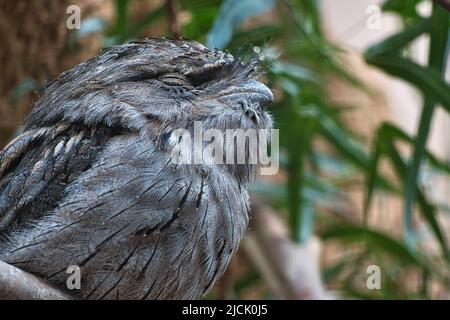 Ein kleiner kautz auf einem Baumstamm. Die Augen geschlossen und schlafen. Tierfoto eines Eulenvogels. Stockfoto