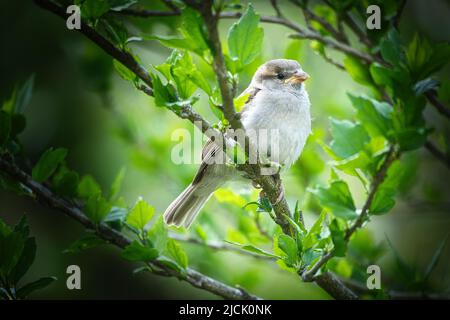 Sperling sitzt auf einem Ast im Busch mit grünen Blättern im Sommer. Gefährdeter singvögel. Tierfoto aus der Wildnis Stockfoto