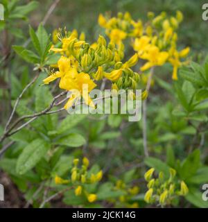 Blühende gelbe Rhododendron-Blüten Stockfoto