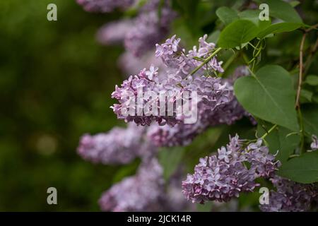 Blühende Fliederbuschblumen, Garten im Frühling Stockfoto