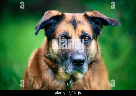 Nahaufnahme eines älteren Hundes mit großen traurigen Augen, die auf die Kamera schauen Stockfoto