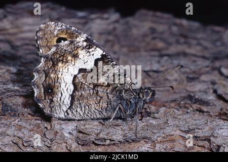 Waldgrauer Schmetterling ruht auf einem Stamm, Unterseite Ansicht Stockfoto