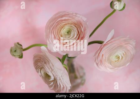 Drei große hellrosa Ranunculus und zwei kleine Ranunculus auf rosa Hintergrund. Runde Blütenknospe mit vielen Blütenblättern. Draufsicht, Nahaufnahme. Stockfoto